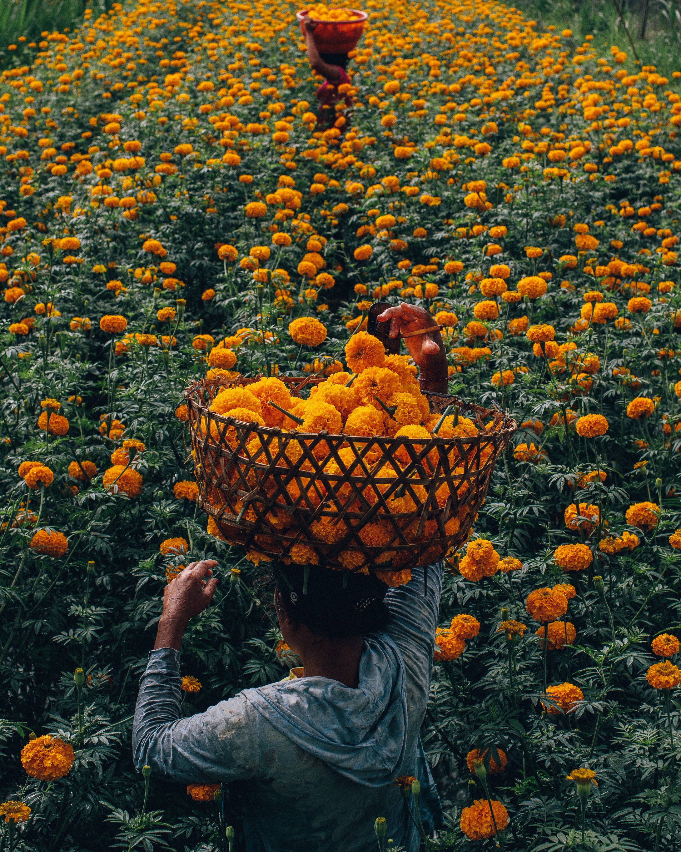 Marigold