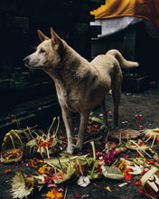 Load image into Gallery viewer, Bali Dog
