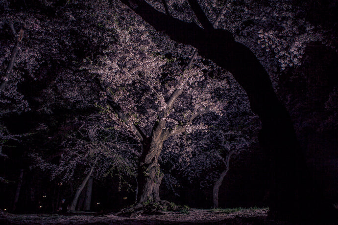 Nighttime Cherry Blossoms
