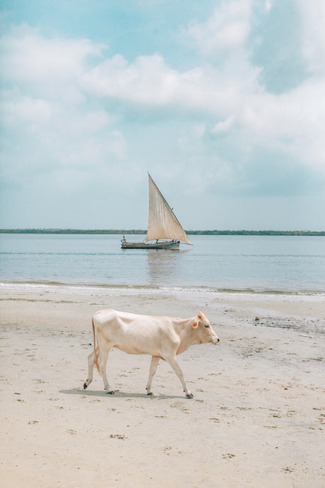 Cow and Dhow