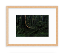 Load image into Gallery viewer, Tongass II